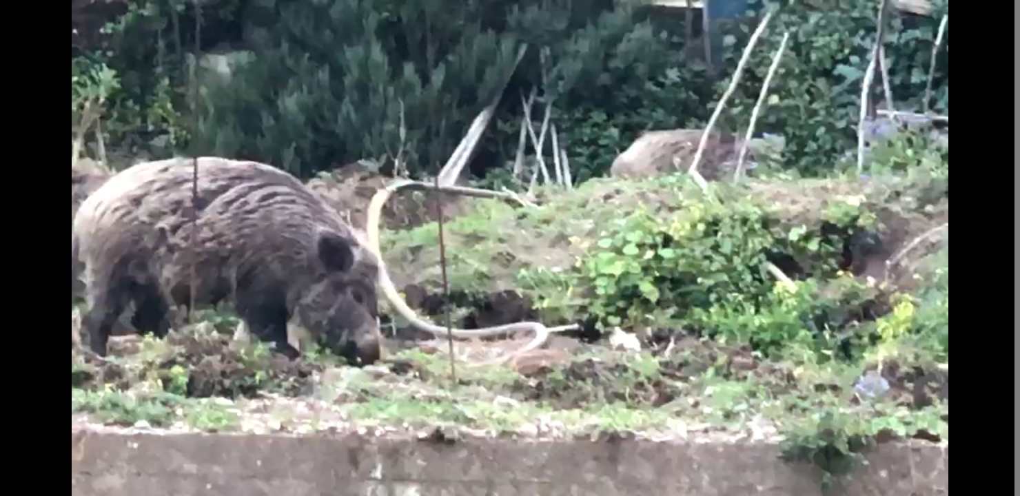 Laimo: "Ancora avvistamenti di cinghiali a San Licandro"