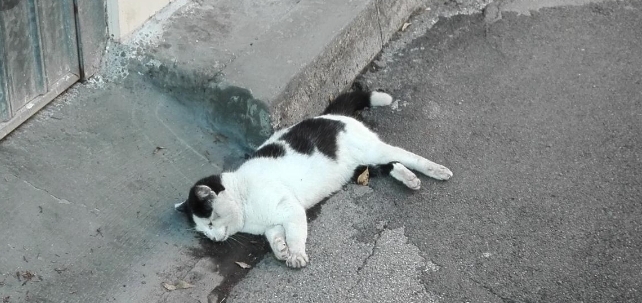 Trentuno telefonate per tentare di rimuovere (inutilmente) un gatto morto