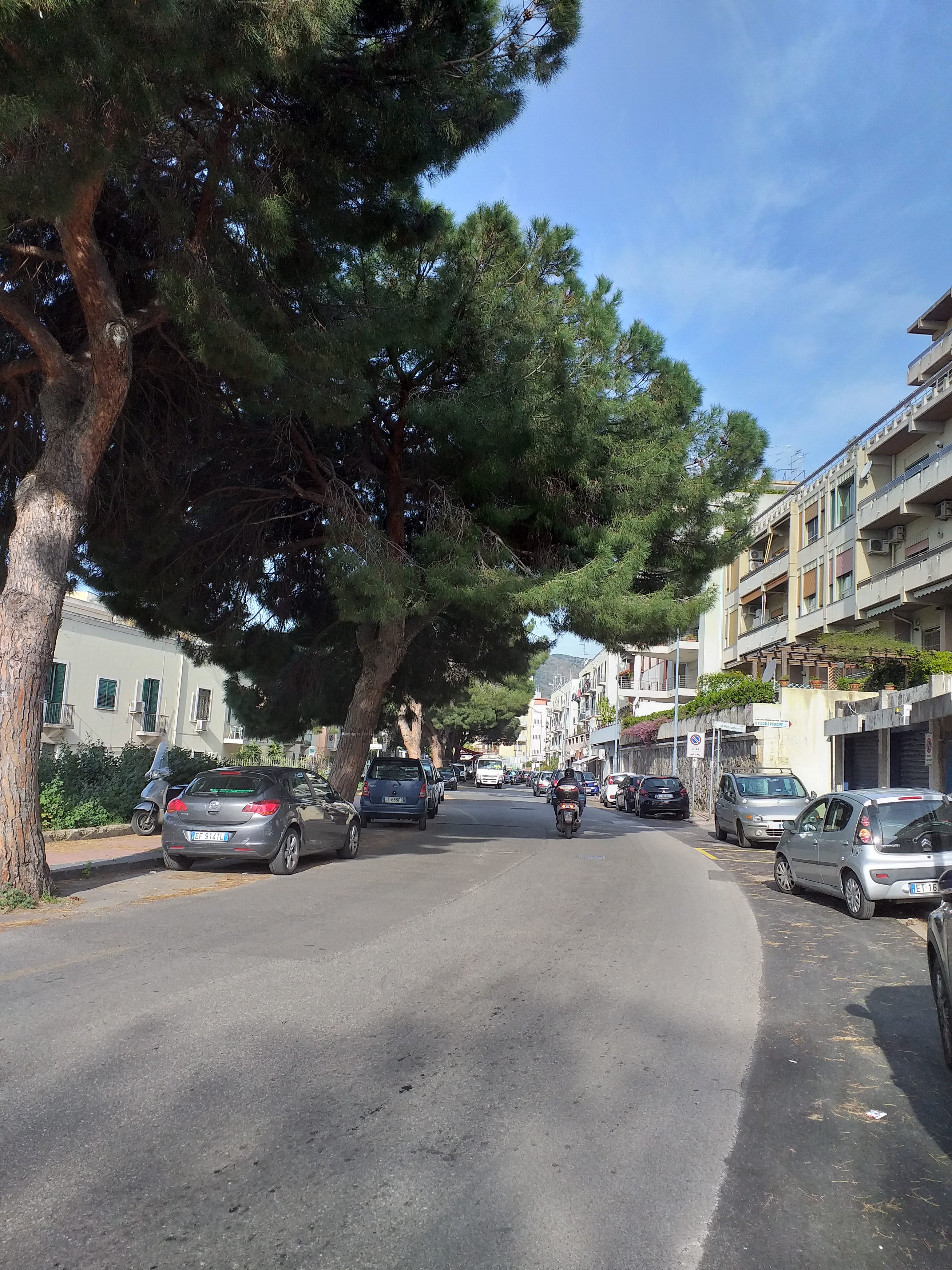 Potati i pini del Viale Regina Elena: soddisfatta la V Circoscrizione