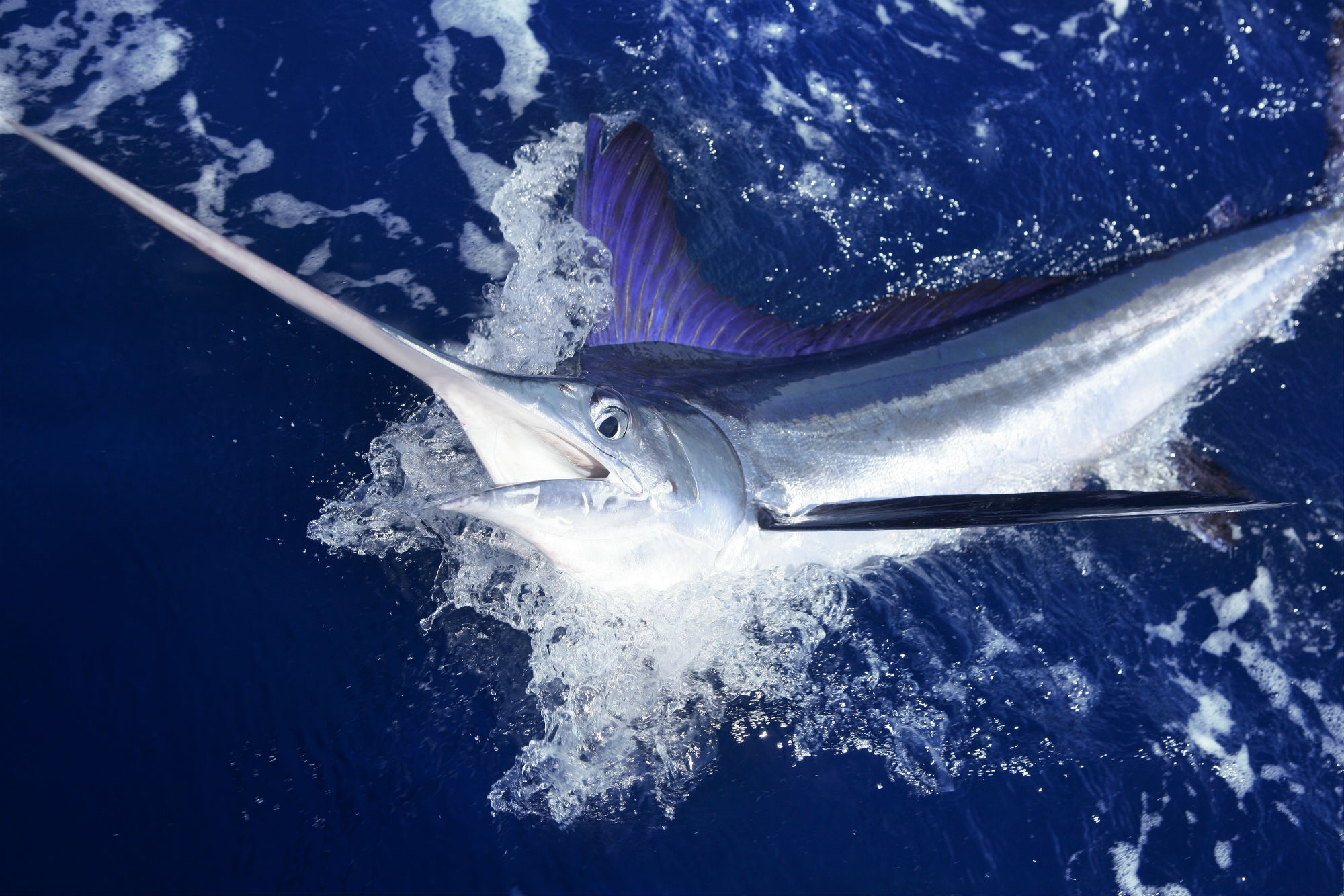 Guardia costiera sequestra 100 kg di pescespada: non era idoneo al consumo