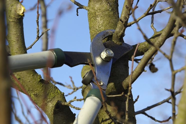 Via Fratelli Bandiera , domani divieti per potatura alberi