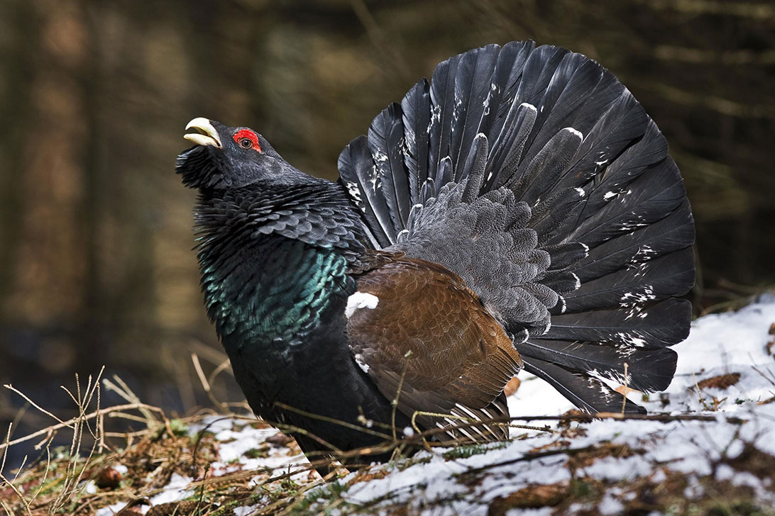 Il gallo cedrone… Di Pericle