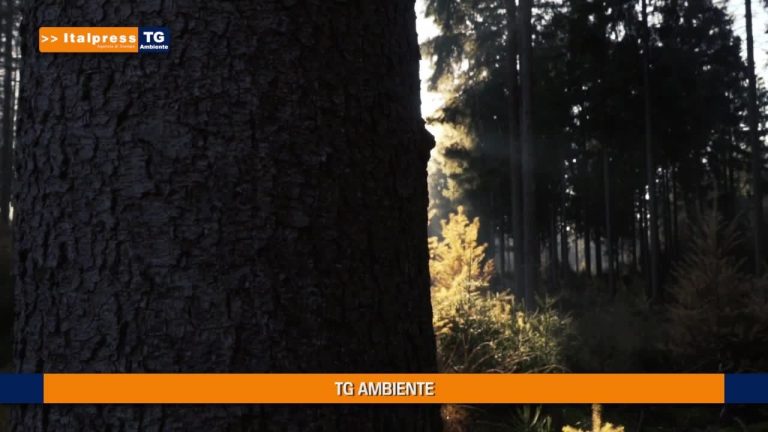 Tg Ambiente – 13/6/2021