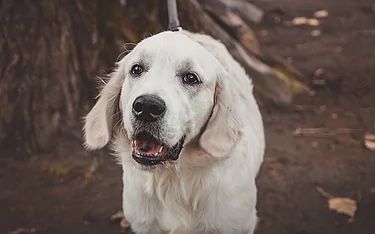 Proposta della Lega per consentire la sepoltura degli animali d’affezione accanto ai loro padroni