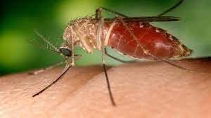 West Nile, le linee guida di Asp per difendersi dal virus