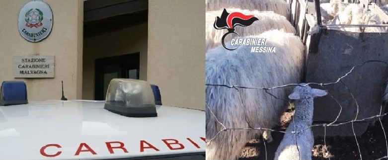 Furto di bestiame, quattro arresti a Mojo