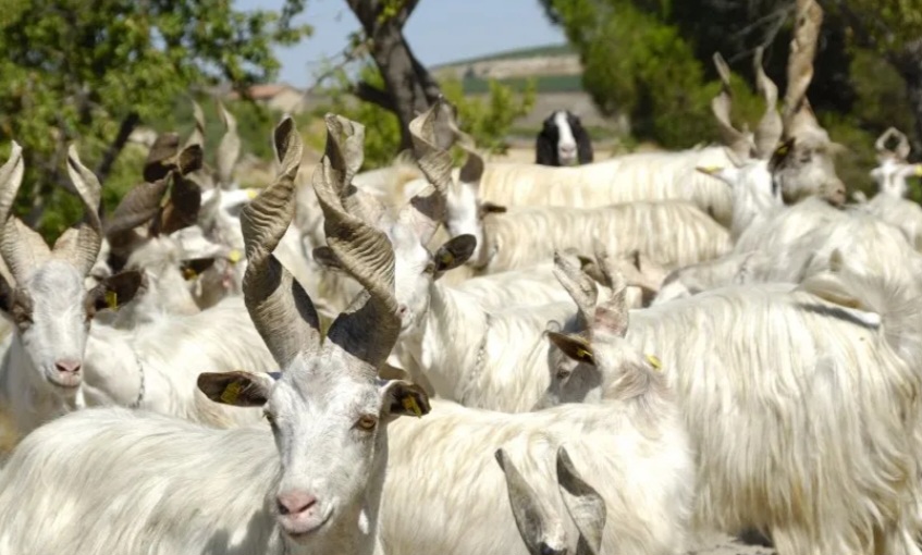 Alicudi: troppe capre e il sindaco le regala. Animalisti infuriati