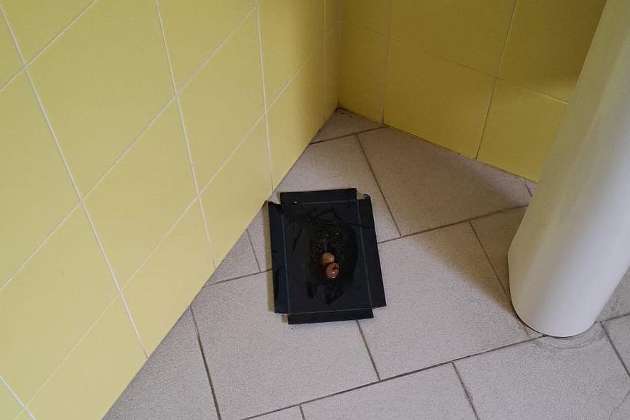 Topi in una scuola a Bordonaro: scatta l’interrogazione del consigliere Cosimo Oteri