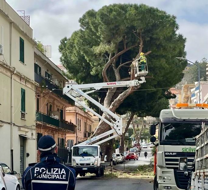Rimosso pino pericolante, soddisfatti quattro consiglieri della IV Municipalità