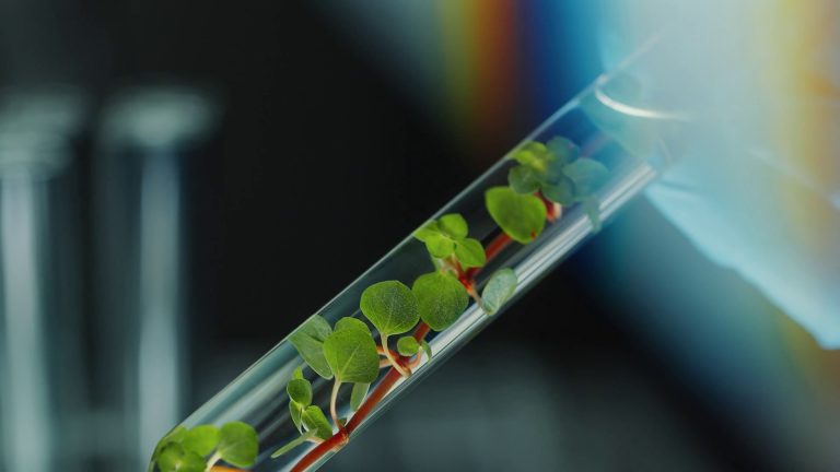 Le microplastiche penetrano con facilità nelle foglie