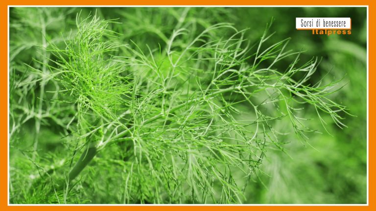Sorsi di Benessere – Un pesto gustoso e leggero