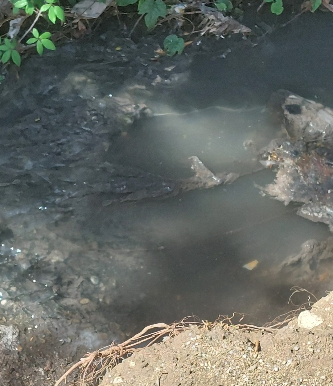 Torrente Cavatore, Gioveni: “Ancora sversamenti di liquami”