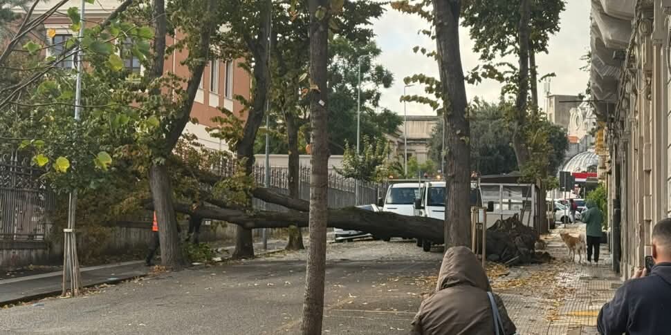 Crolla un tiglio vicino all’Università, Ferrante (M5S) accusa: “potature sbagliate e scelte errate sul verde urbano”