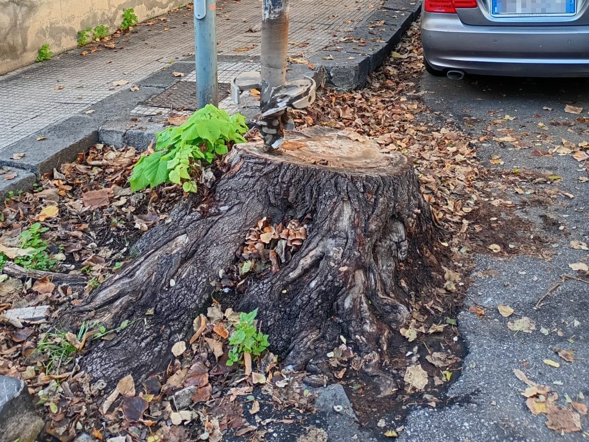 400 nuovi alberi, in corso il programma di piantumazione in città